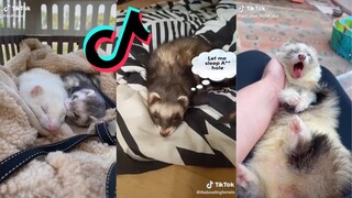 TikToks of Cat Snakes - Ferret Side of TikTok compilation #4