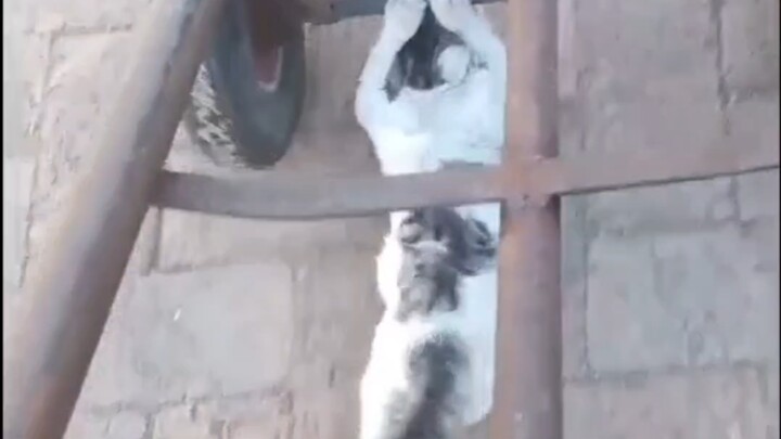 รถเข็นแมวน้อย ที่แท้ก็คือ...