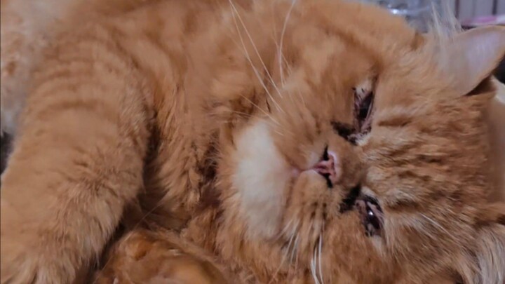 Meowwwwwww~~~~