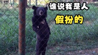Which bear has the most standard standing posture?