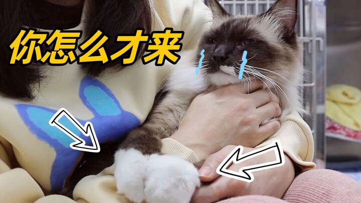 Mèo Ragdoll nằm viện một mình cứ ngỡ bị bỏ rơi, gặp lại chủ liền ôm chặt lấy tay không buông: Đừng b