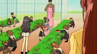 [Cardinal Sakura famous scene] Picking strawberries caused a Shura field ~ Why didn’t I understand i