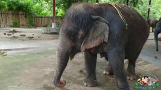 แม่บุญมาเป็นช้างแมมมอธ