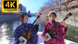 【Shamisen】เพลงซากุระบานในฤดูใบไม้ผลิของญี่ปุ่นปี 2022 "ซากุระ" ~