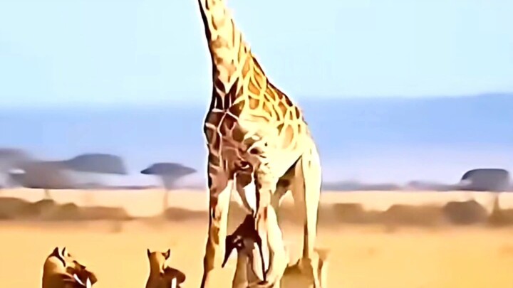 kiya ek Zebra itna khatrank ho sakta hai /