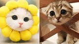 Best Kittens Videos - Am I So Cute Ep 9