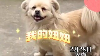 女生对待自家狗狗和它男朋友态度迥然不同，小黄：我那长舌妇丈母娘