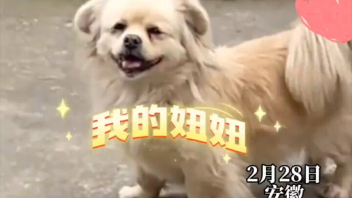 Thái độ của cô gái đối với chú chó nhà mình và bạn trai hoàn toàn khác nhau, Tiểu Hoàng: Mẹ vợ lắm m