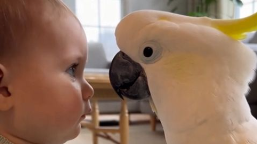 Mr. Kakudu Teaches the Baby to Talk 🦜👶😂 #MrParrot #Kakudu #TalkingParrot #CuteBaby #ViralShorts