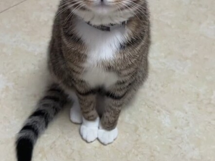 Beautiful Cat of a Prosperous Era