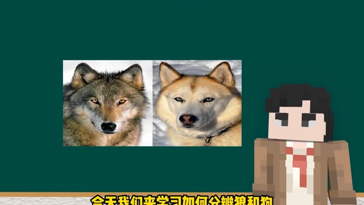 How to Tell Wolves Apart from Dogs?