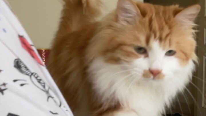 I wasn't scared at all; instead, I felt like laughing.