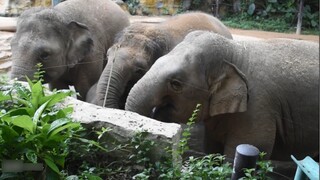 [Animals] Elephants Fight For Toys