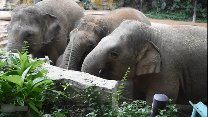 [Animal] Bisa Dibilang Kolam Air Sebagai Wahana Mainan Gajah