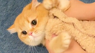 Kucing perlu belajar melindungi diri mereka sendiri saat berada di luar