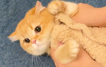 Cats need to learn to protect themselves when they are outside