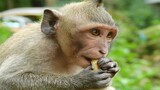 JESSIE AND BRUTUS JR MONKEY TRY HARD​ FOR EAT SUGARCANE, JESSIE TRY AGAIN AND AGAIN FOR