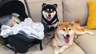 Shiba Inu Lần Đầu Thấy Em Bé Sẽ Phản Ứng Như Thế Nào?