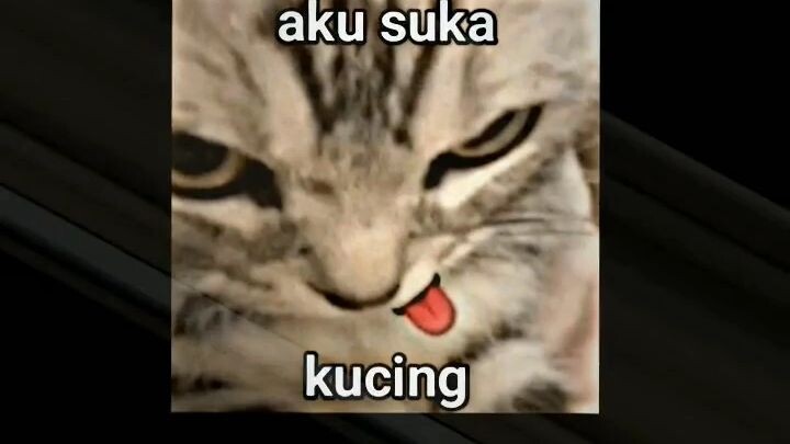 kalian suka kucing yang mana