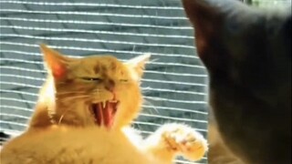 【tiktok难绷抽象记录#209】