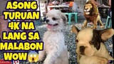 MALABON PET MARKET IN THE PHILIPPINES | BENTAHAN NG MGA KAKAIBANG HAYOP NA QUALITY AT MURA! vlog#539