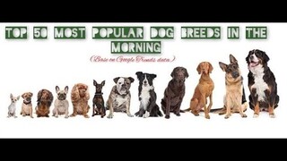 Top 50 Most Popular Dog Breeds in the World ( Base on Google Trends data) | Dog lifestyle