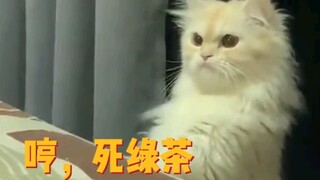 Kucing: Kamu benar-benar pura-pura peduli! Hanya bisa berpura-pura! Lain kali aku akan merobek mulut