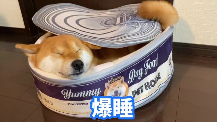 Anjing Shiba Inu: Lihat nih, apakah makanan kaleng ras Shiba ini enak menurutmu?
