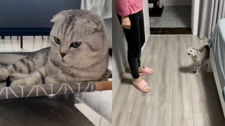 The vinegar’s strong! After a woman went out to cuddle cats, her “tiger mom” at home snapped at her: