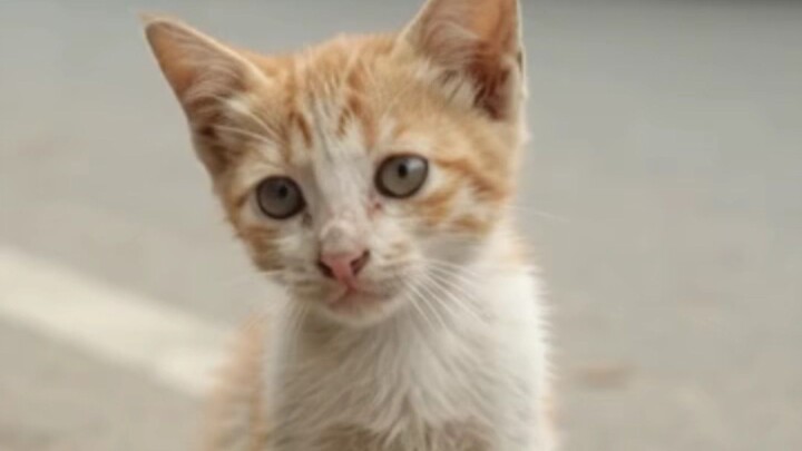 Hungry little cat