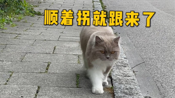 For cats, is home more important or is their owner more important?