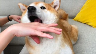 Pretend to be bitten by a Shiba Inu, how will it react?