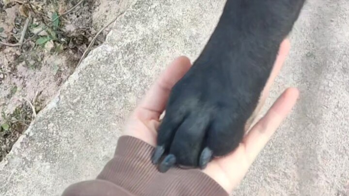 A country dog learns to shake hands on its own