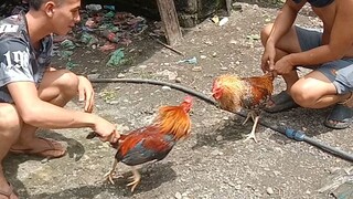 fighting