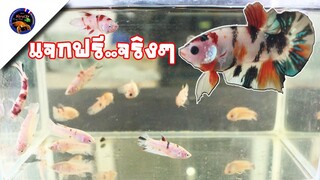 แจกปลากัดของฟรีมีในโลก..แจกจริงหรือไม่มาดูพร้อมๆกันสไตล์korattv