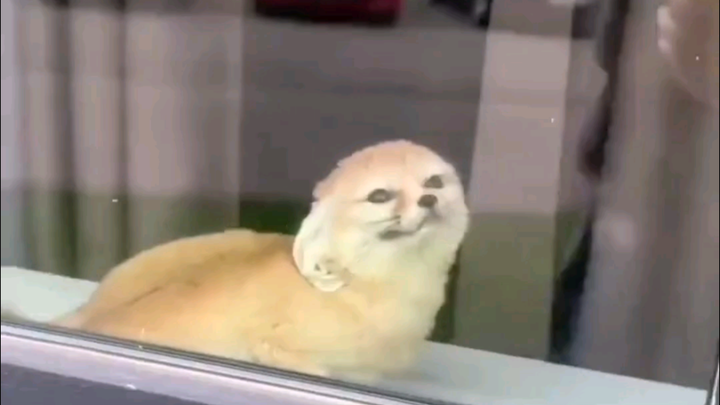 狗里狗气