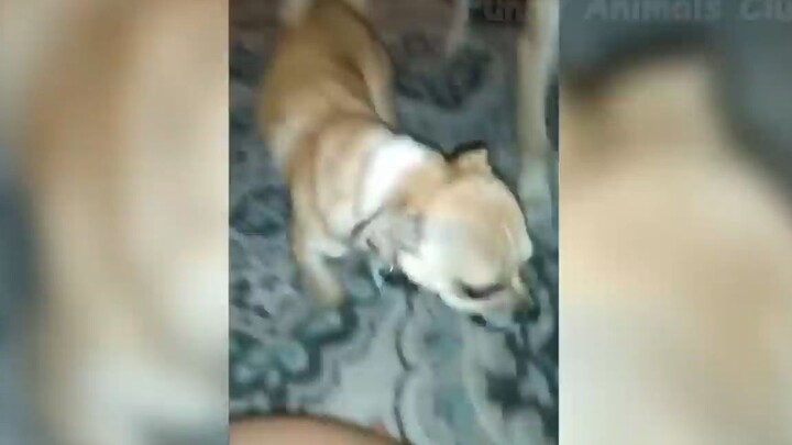 Tổng hợp những tình huống cười ra nước mắt #102