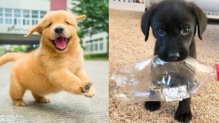 Baby Dogs - การรวบรวมวิดีโอสุนัขน่ารักและตลก 30 Aww สัตว์