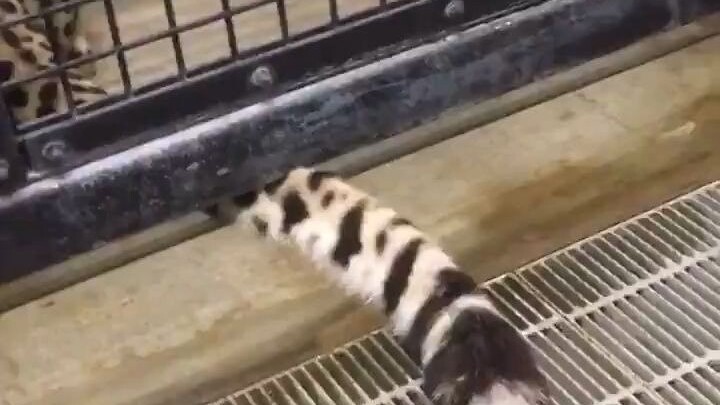 [Cheetah] I’m gonna suck this tail—don’t stop me!