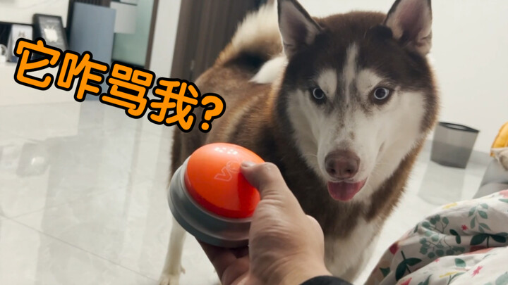 Apa yang akan terjadi kalau kamu memaki anjing Husky pakai bahasa yang biasa dipakai untuk memaki an