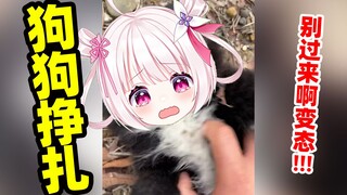 Dogs will struggle if they are touched!!!