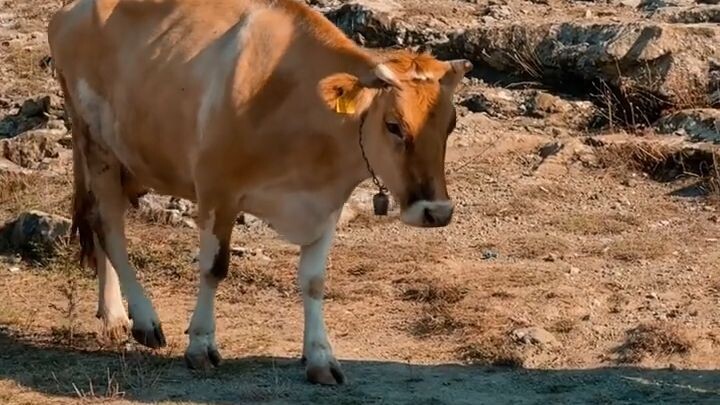 চালাক গরু আর বোকা কৃষক