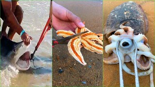 Catching Seafood 🦀🐙 ASMR Relaxing (Catch Shark , Catch Fish ,Deep Sea Monster ) #496