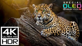 The Best 4K HDR Movies 2026 | Dolby Vision (4K Video)