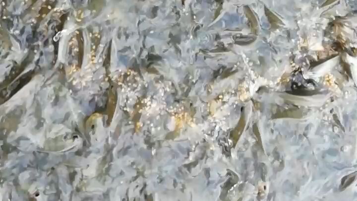 FISH VIDEO