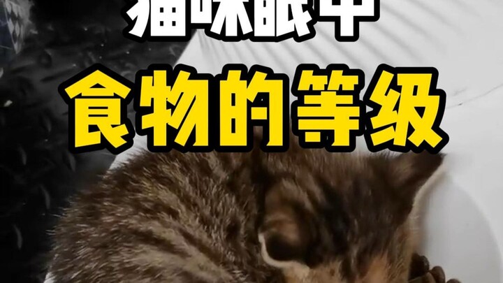 Tingkatan Makanan dalam Pandangan Kucing