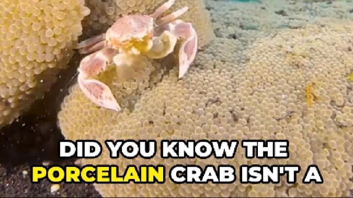 Porcelain Crab: Fragile Claws, Mighty Filter Feeder!