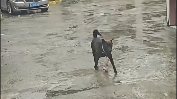 These dogs really need to be hit with tougher penalties—they show no sign of remorse!