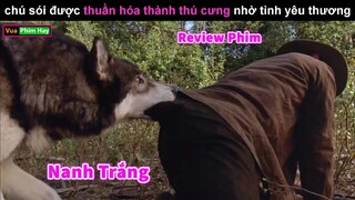 khi Sói làm thú Cưng - review phim Nanh Trắng