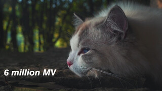 MV ไม่เจอกันนาน คิดถึงจังเลย